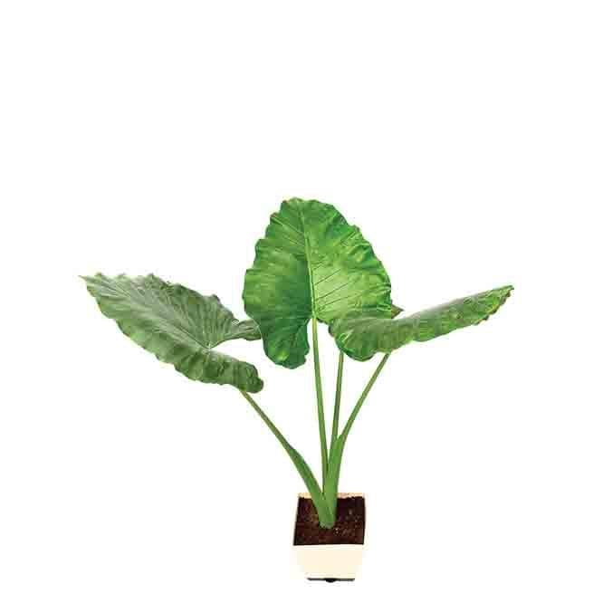 Buy Ugaoo Giant Taro Plant- XL Live Plants from Vaaree