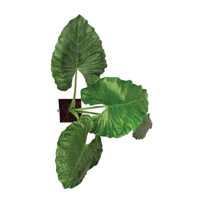 Buy Ugaoo Giant Taro Plant- XL Live Plants from Vaaree