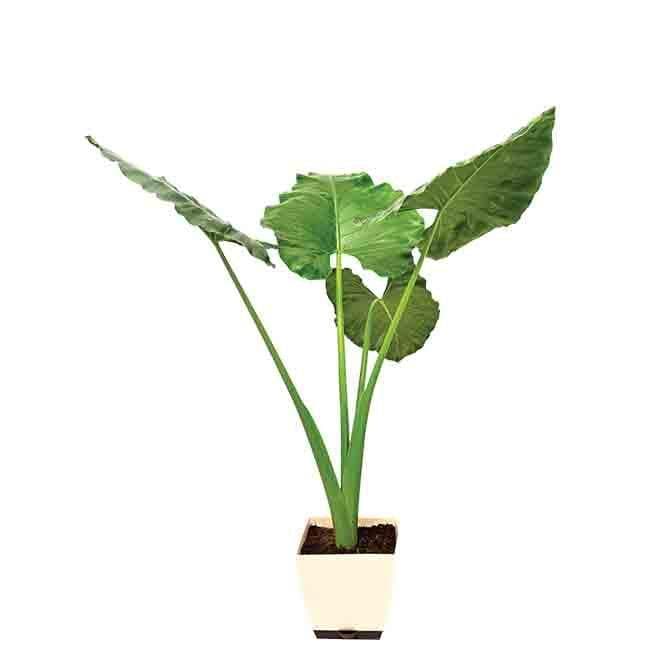 Buy Ugaoo Giant Taro Plant- XL Live Plants from Vaaree