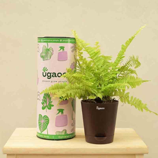 Buy Ugaoo Golden Fern Plant Live Plants from Vaaree