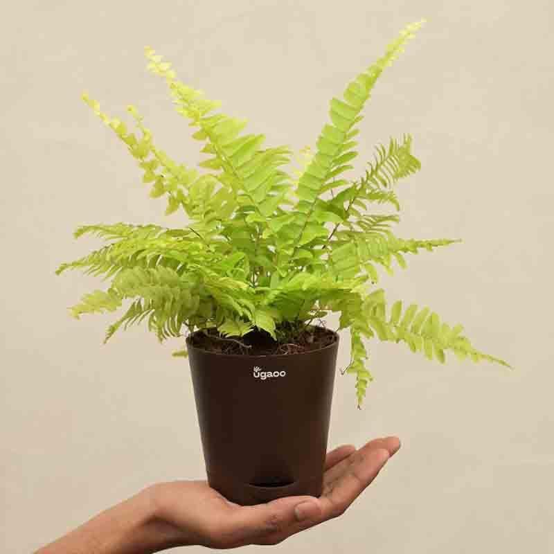 Buy Ugaoo Golden Fern Plant Live Plants from Vaaree