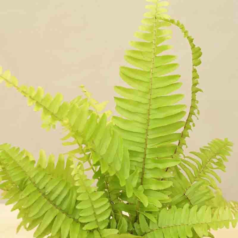 Buy Ugaoo Golden Fern Plant Live Plants from Vaaree