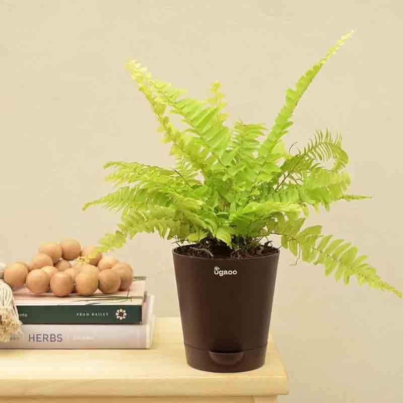 Buy Ugaoo Golden Fern Plant Live Plants from Vaaree