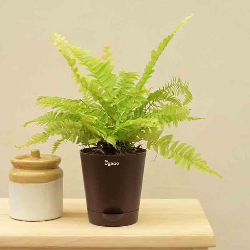 Buy Ugaoo Golden Fern Plant Live Plants from Vaaree