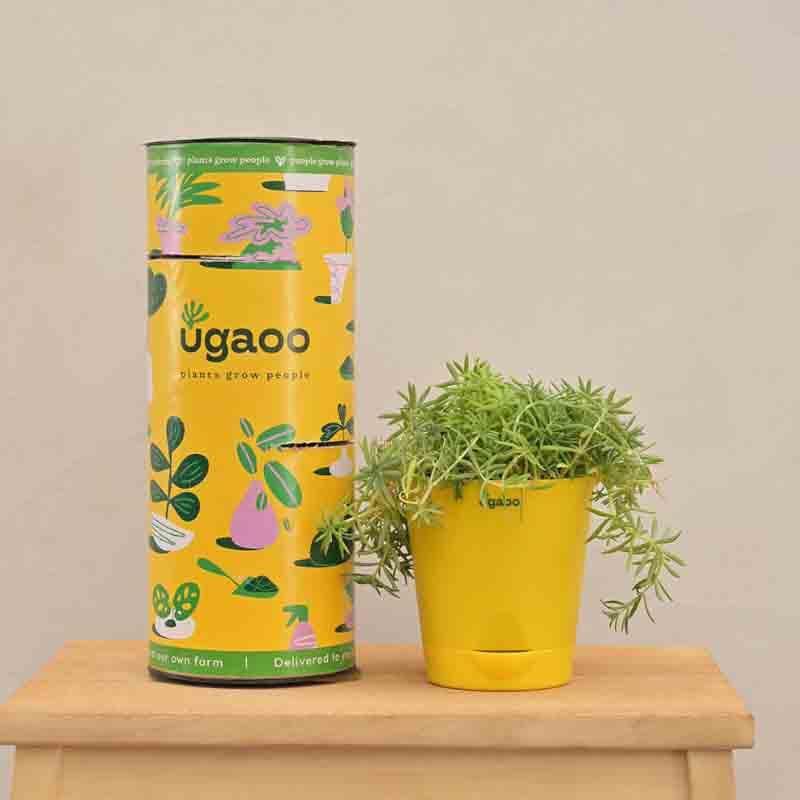 Buy Ugaoo Golden Sedum Plant Live Plants from Vaaree