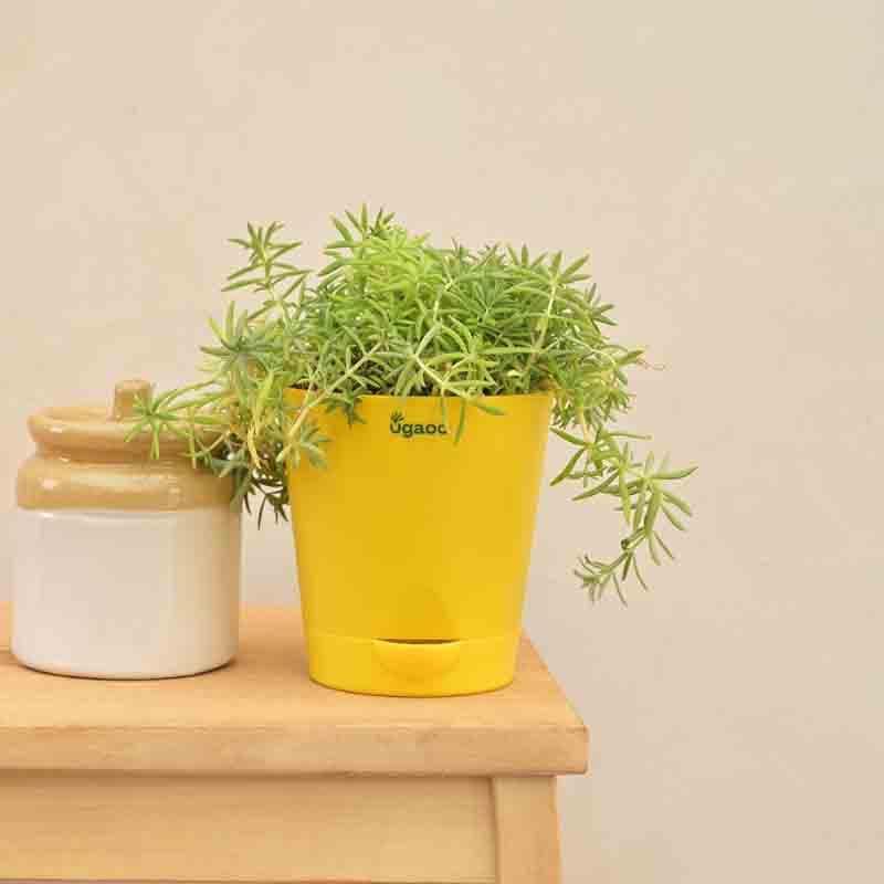 Buy Ugaoo Golden Sedum Plant Live Plants from Vaaree