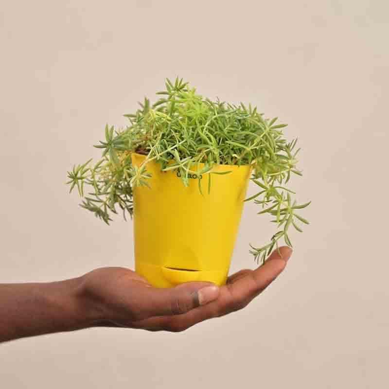 Buy Ugaoo Golden Sedum Plant Live Plants from Vaaree