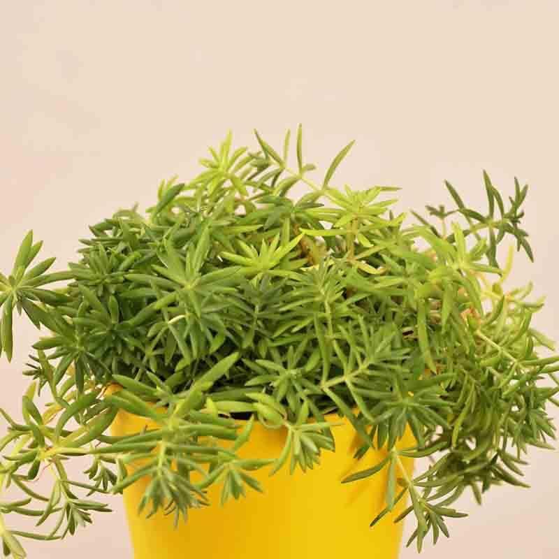 Buy Ugaoo Golden Sedum Plant Live Plants from Vaaree