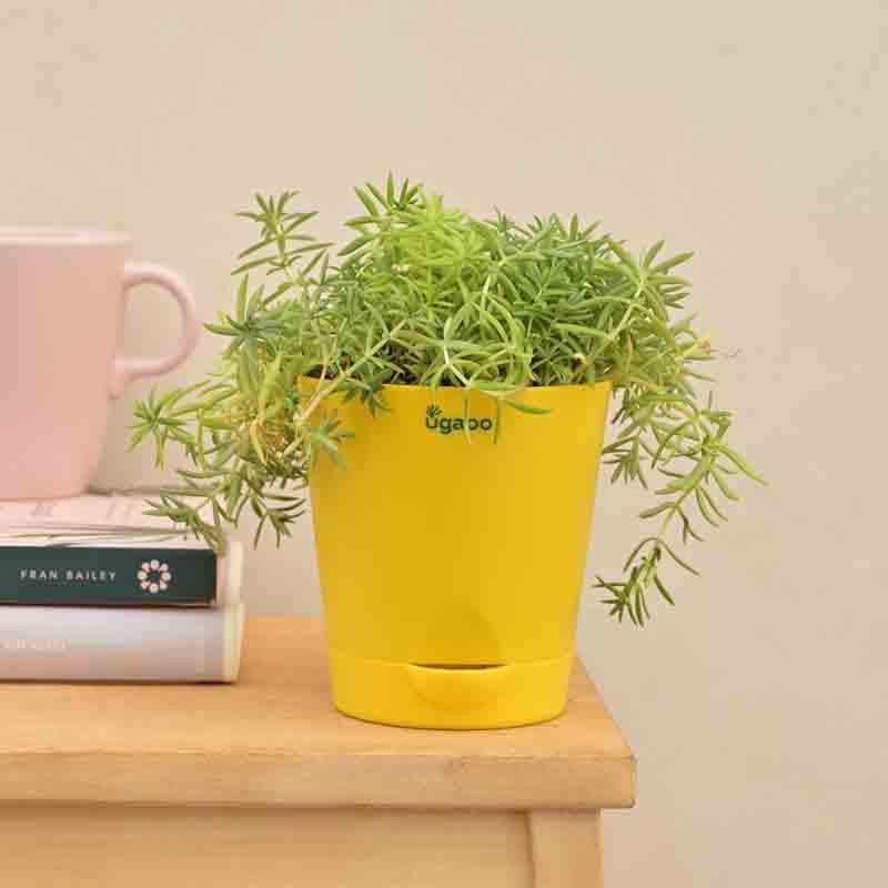 Buy Ugaoo Golden Sedum Plant Live Plants from Vaaree