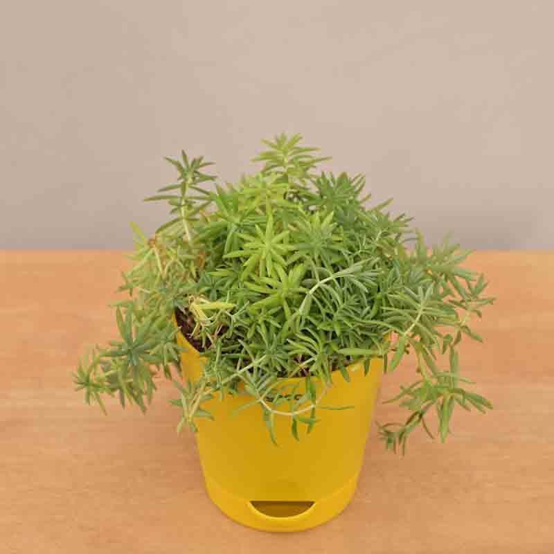 Buy Ugaoo Golden Sedum Plant Live Plants from Vaaree