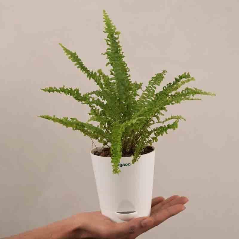 Buy Ugaoo Green Fern Plant - Mini Live Plants from Vaaree