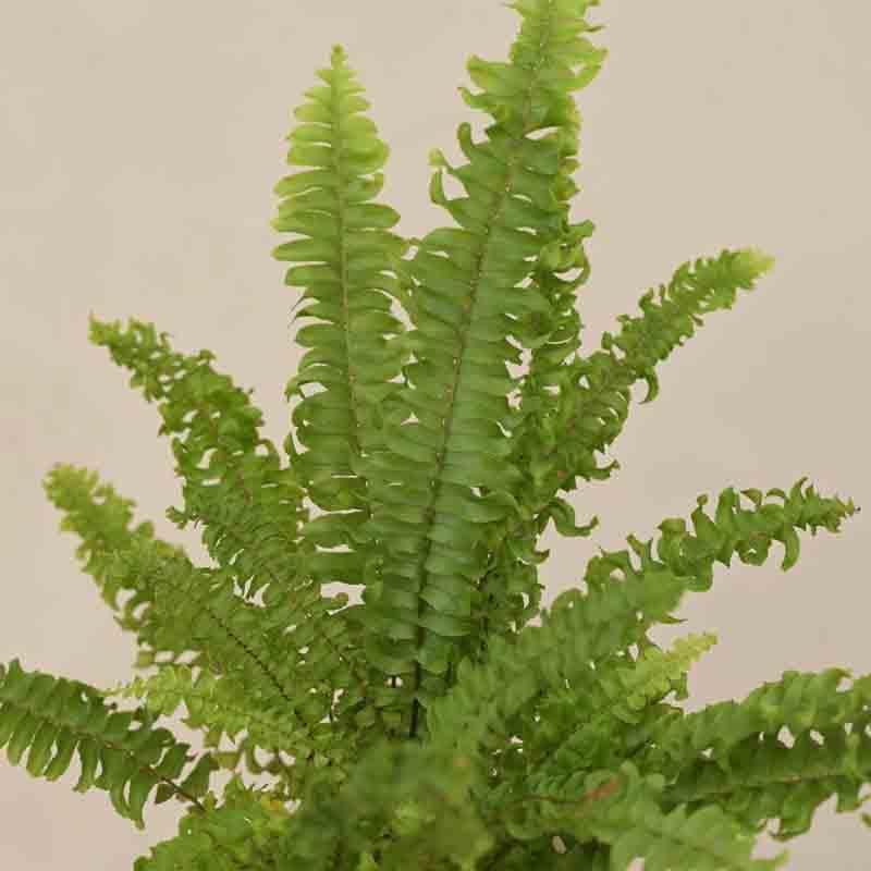 Buy Ugaoo Green Fern Plant - Mini Live Plants from Vaaree