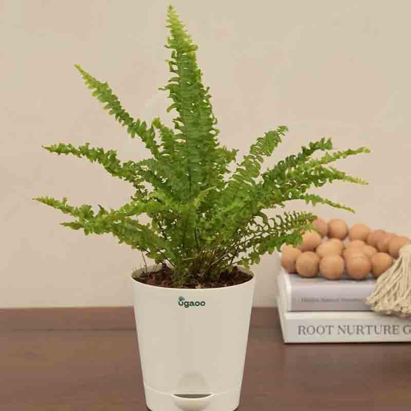 Buy Ugaoo Green Fern Plant - Mini Live Plants from Vaaree