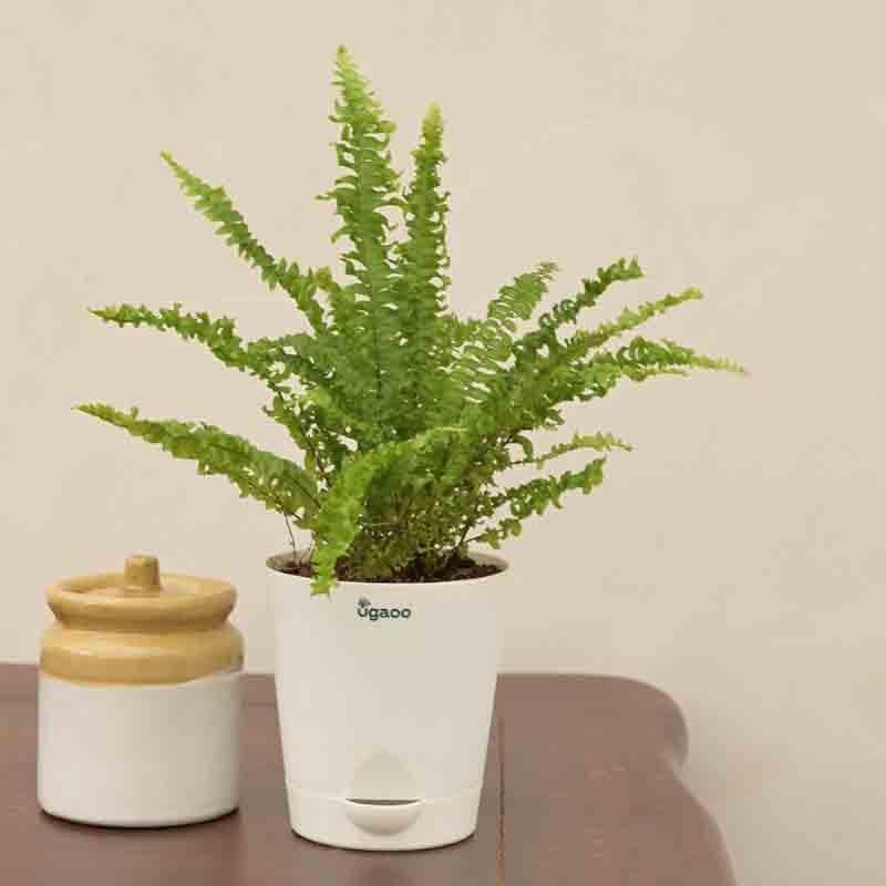 Buy Ugaoo Green Fern Plant - Mini Live Plants from Vaaree