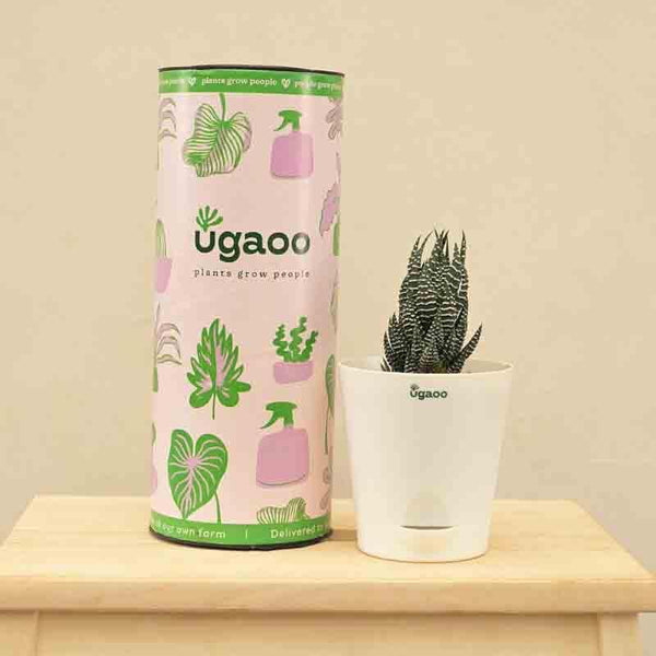 Buy Ugaoo Haworthia Coarctata Plant Live Plants from Vaaree