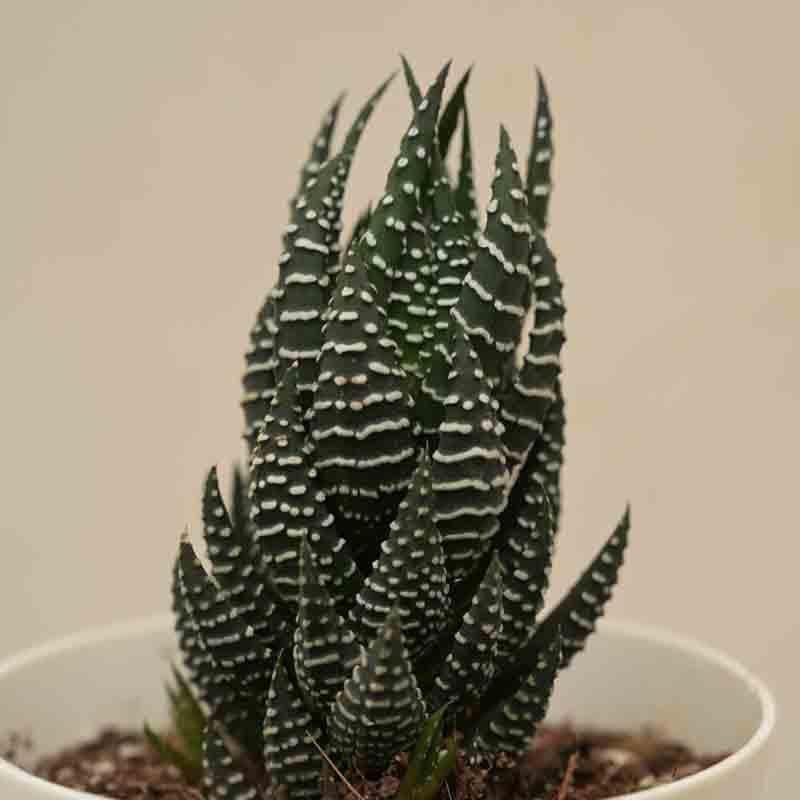 Buy Ugaoo Haworthia Coarctata Plant Live Plants from Vaaree