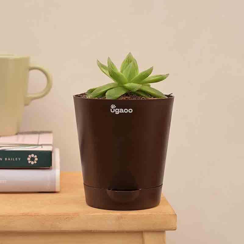 Buy Ugaoo Haworthia Cooperi Fleshy Plant Live Plants from Vaaree