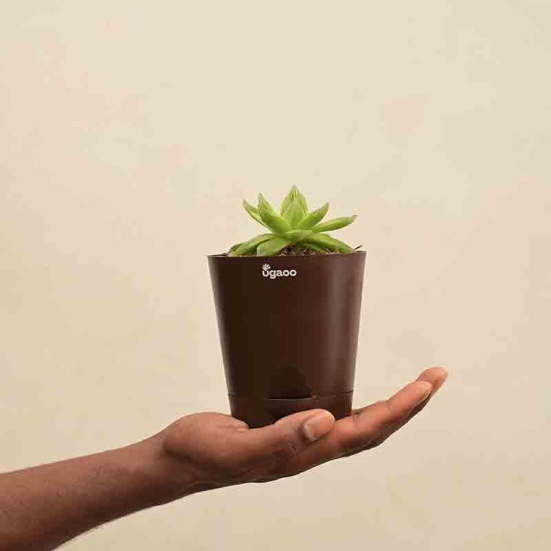 Buy Ugaoo Haworthia Cooperi Fleshy Plant Live Plants from Vaaree