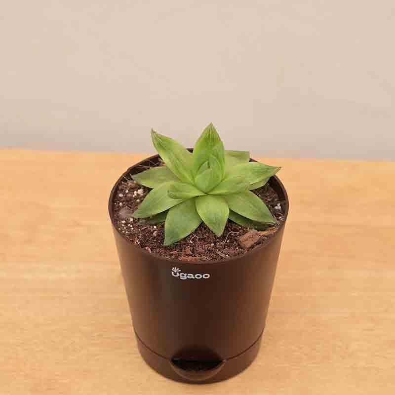 Buy Ugaoo Haworthia Cooperi Fleshy Plant Live Plants from Vaaree