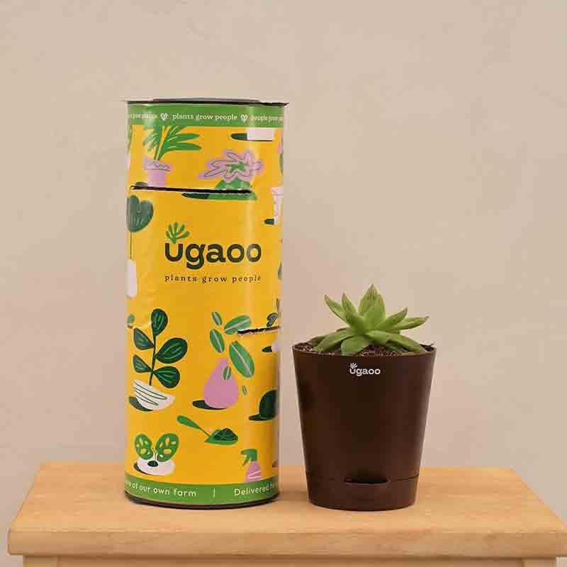 Buy Ugaoo Haworthia Cooperi Fleshy Plant Live Plants from Vaaree