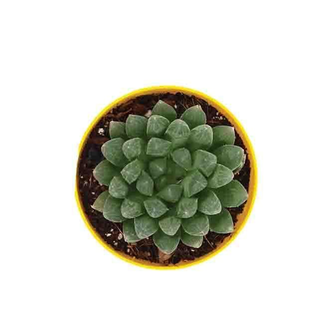 Buy Ugaoo Haworthia Cooperi Hybrid Plant Live Plants from Vaaree