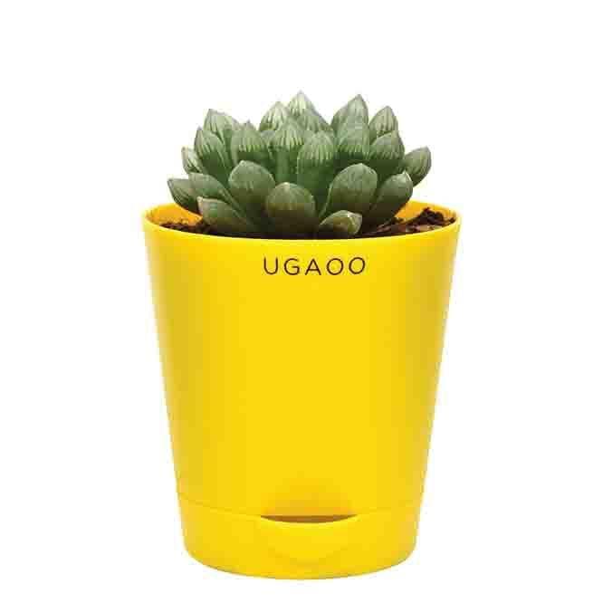 Buy Live Plants - Ugaoo Haworthia Cooperi Hybrid Plant at Vaaree online