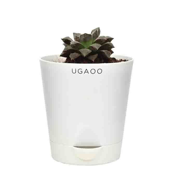 Buy Ugaoo Haworthia Cooperi Plant Live Plants from Vaaree