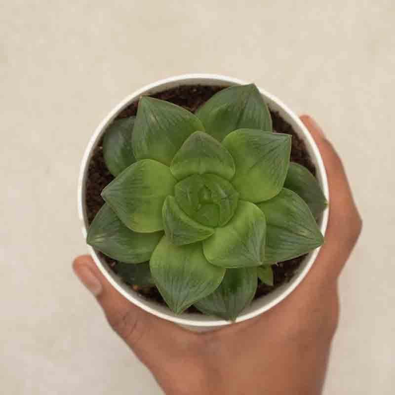 Buy Ugaoo Haworthia Cymbiformis Plant Live Plants from Vaaree