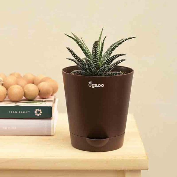 Buy Ugaoo Haworthia Fasciata Plant Live Plants from Vaaree