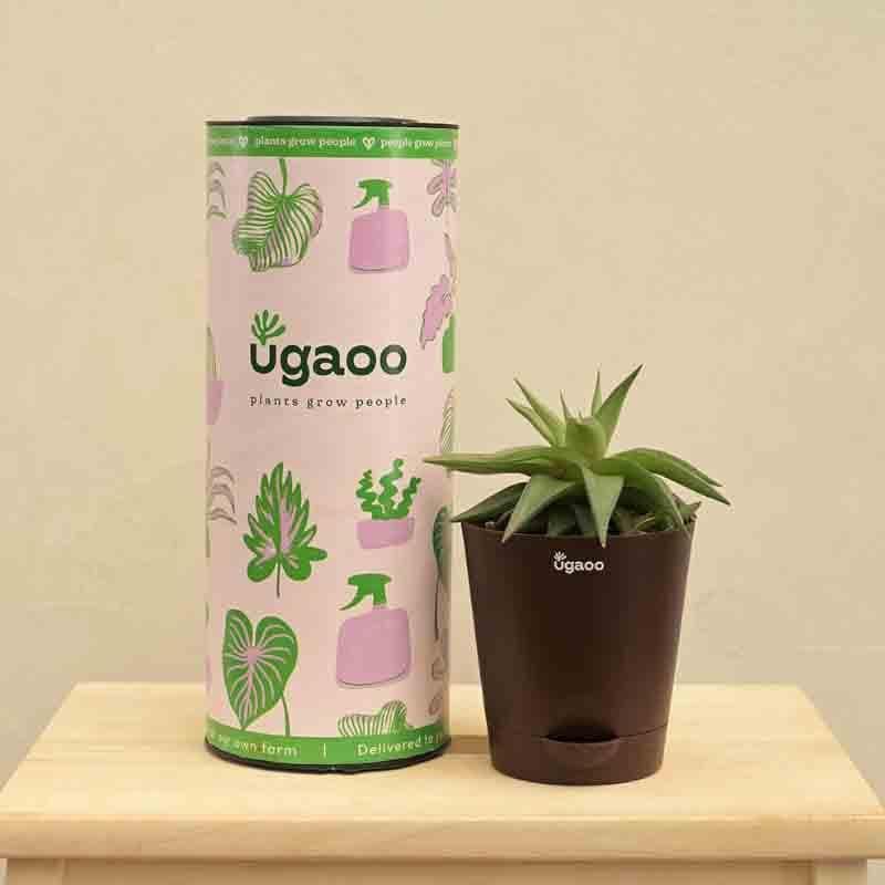 Buy Ugaoo Haworthia Limifolia var. Ubomboensis Plant Live Plants from Vaaree