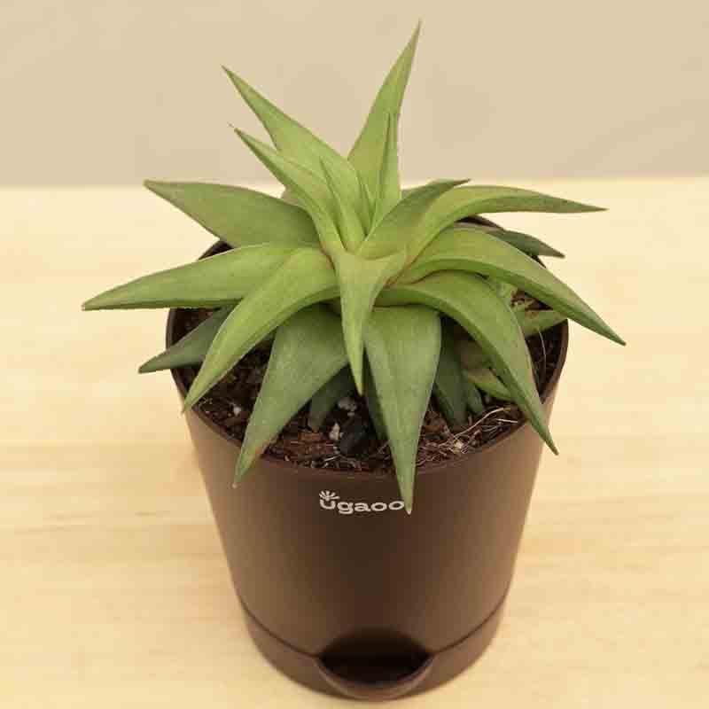 Buy Ugaoo Haworthia Limifolia var. Ubomboensis Plant Live Plants from Vaaree