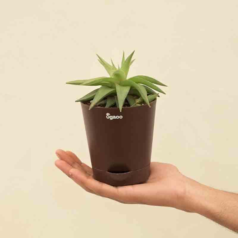 Buy Ugaoo Haworthia Limifolia var. Ubomboensis Plant Live Plants from Vaaree