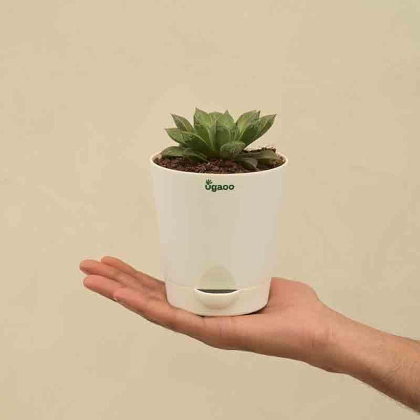 Buy Ugaoo Haworthia Maculata Plant Live Plants from Vaaree