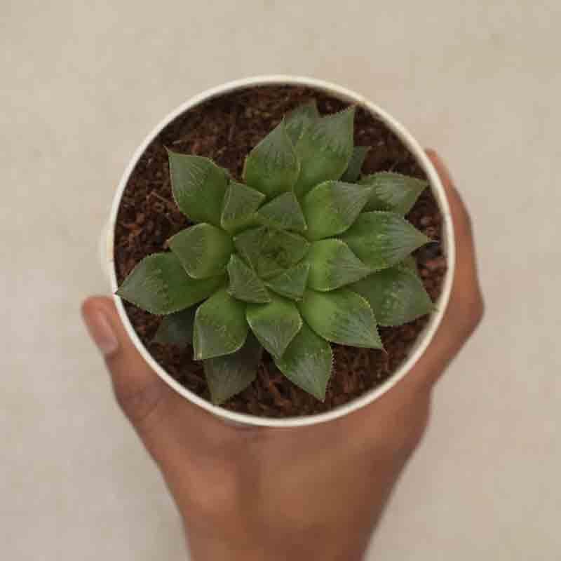 Buy Ugaoo Haworthia Maculata Plant Live Plants from Vaaree