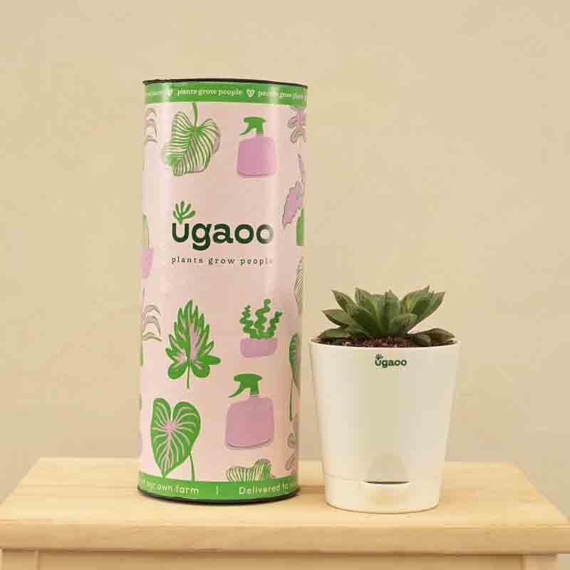 Buy Ugaoo Haworthia Maculata Plant Live Plants from Vaaree