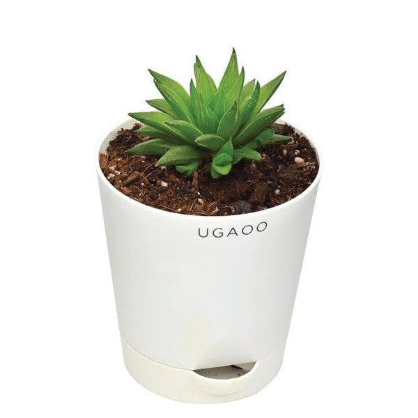 Buy Ugaoo Haworthia Turgida Live Plants from Vaaree