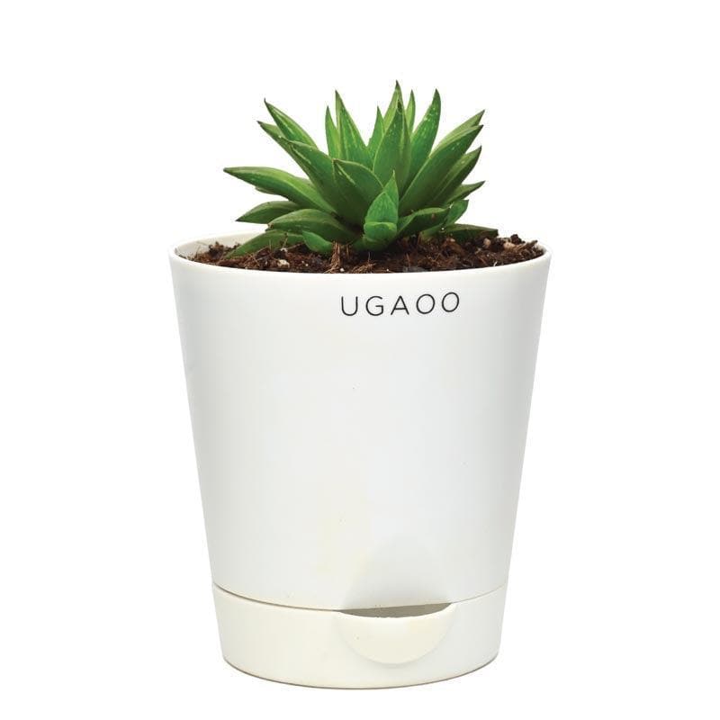 Buy Ugaoo Haworthia Turgida Live Plants from Vaaree