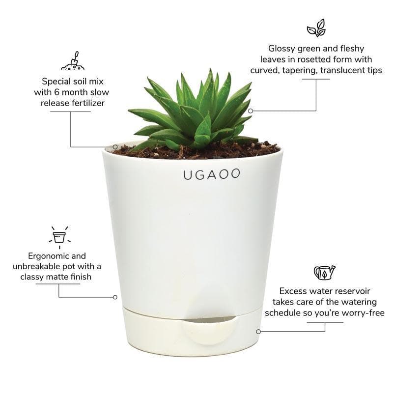 Buy Ugaoo Haworthia Turgida Live Plants from Vaaree