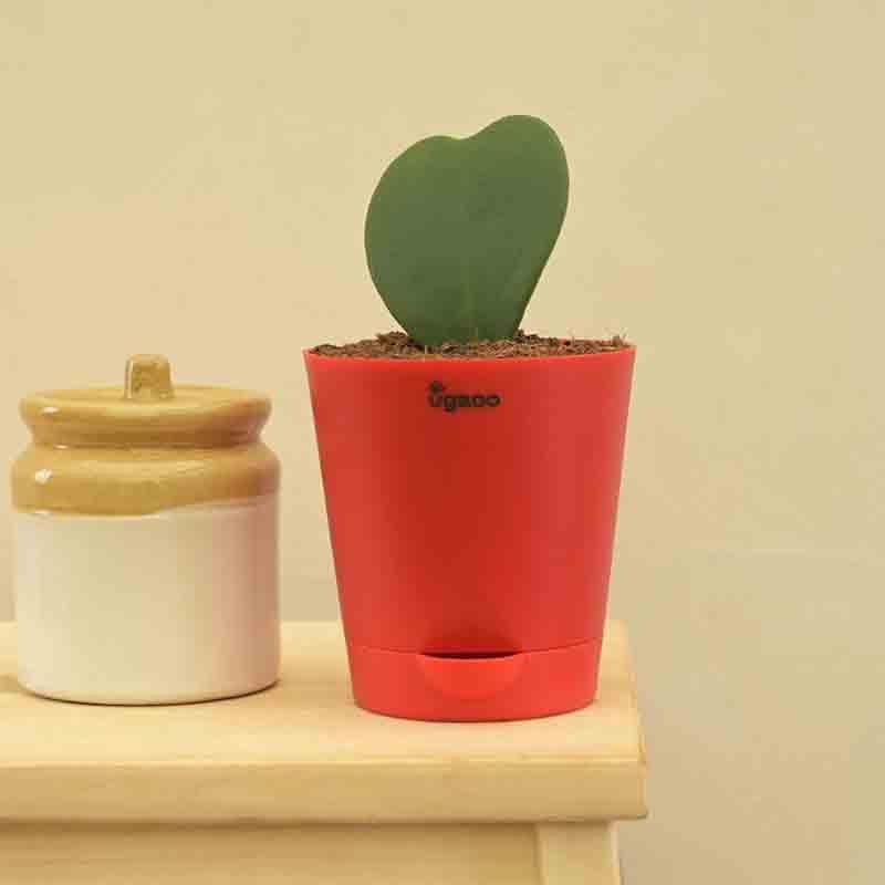 Buy Ugaoo Heart Hoya Plant Live Plants from Vaaree