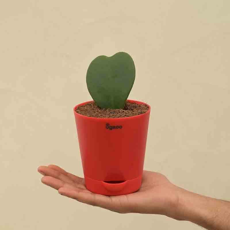 Buy Ugaoo Heart Hoya Plant Live Plants from Vaaree