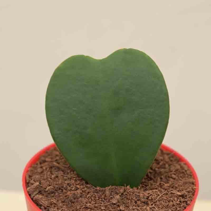 Buy Ugaoo Heart Hoya Plant Live Plants from Vaaree