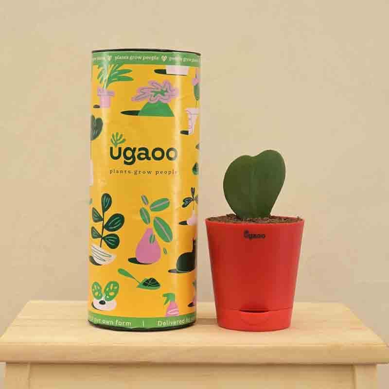 Buy Ugaoo Heart Hoya Plant Live Plants from Vaaree