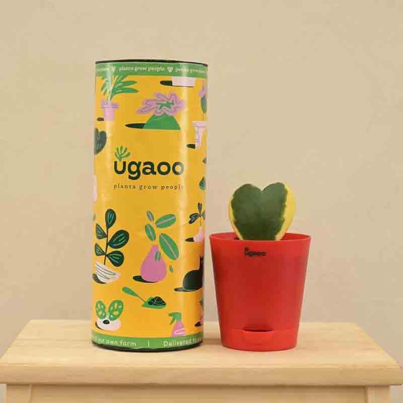 Buy Ugaoo Heart Hoya Plant - Variegated Live Plants from Vaaree