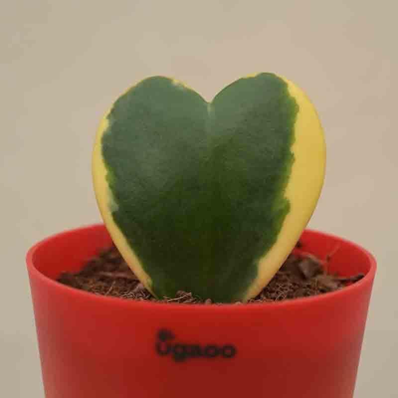 Buy Ugaoo Heart Hoya Plant - Variegated Live Plants from Vaaree