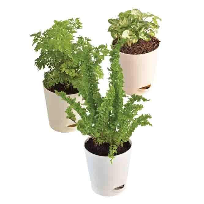 Buy Ugaoo Indoor Plant Bundle: Fern Emina, Syngonium Mini, Aralia Golden Live Plants from Vaaree