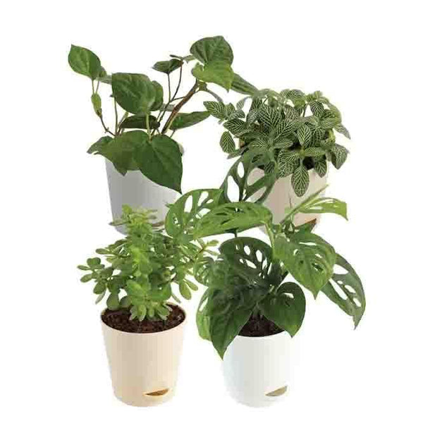 Buy Ugaoo Indoor Plant Bundle: Fittonia, Crassula Mini, Philodendron Broken Heart, Betel Leaf Live Plants from Vaaree