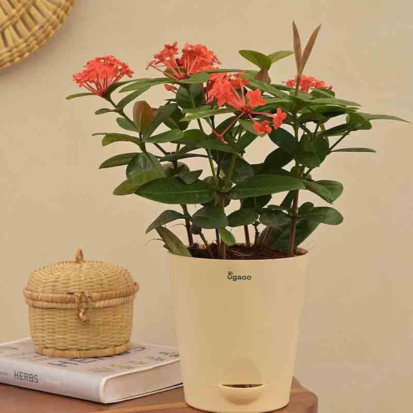 Buy Ugaoo Ixora (Rugmini) Plant - Dark Orange Live Plants from Vaaree