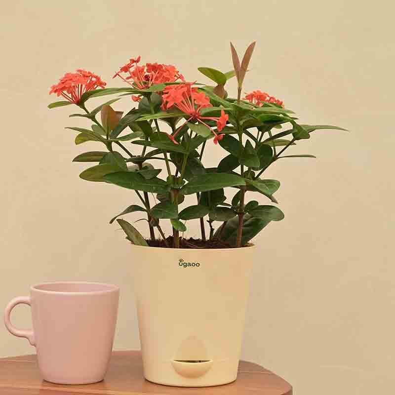 Buy Ugaoo Ixora (Rugmini) Plant - Dark Orange Live Plants from Vaaree