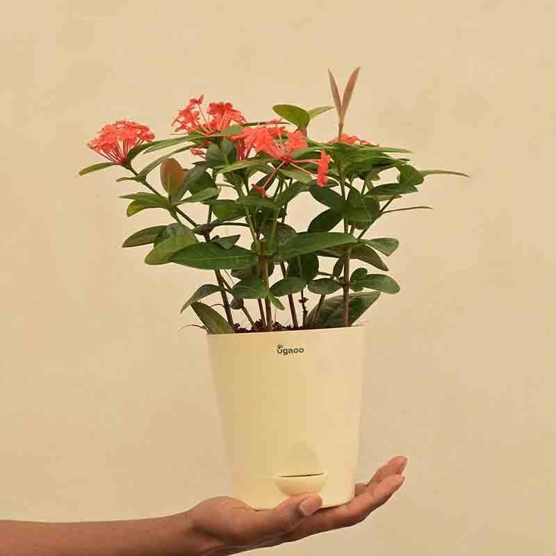 Buy Ugaoo Ixora (Rugmini) Plant - Dark Orange Live Plants from Vaaree