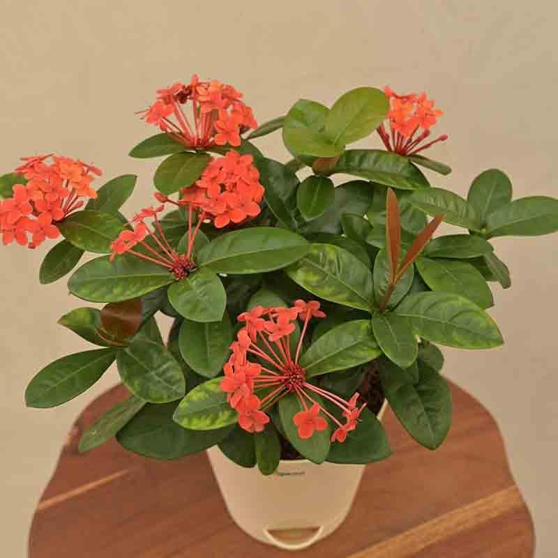 Buy Ugaoo Ixora (Rugmini) Plant - Dark Orange Live Plants from Vaaree